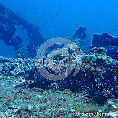 Blackâ€‹ seaâ€‹ urchinâ€‹ onâ€‹ part of the Shipwreck oldâ€‹ dredger in the south of Thailandâ€‹ scubaâ€‹ diving Stock Photo